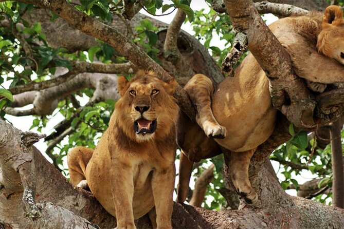 3-Day Safari in Queen Elizabeth National Park Uganda from Kampala - The two-hour Kazinga Channel boat safari