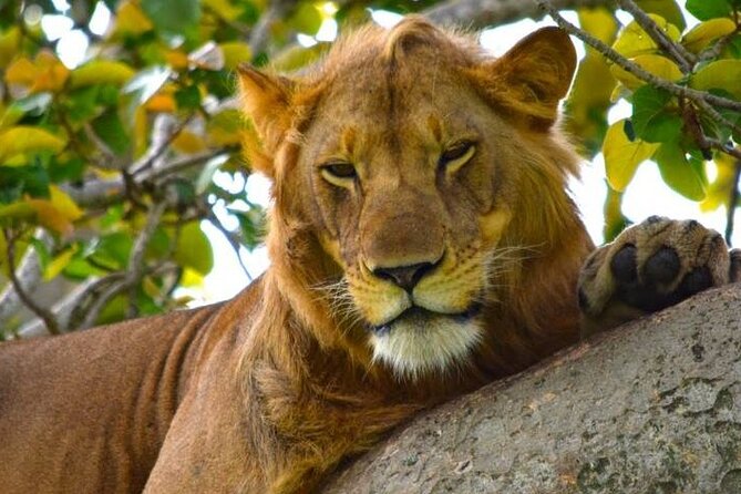 3-Day Safari in Queen Elizabeth National Park Uganda from Kampala - Day 3: Optional primates, local crafts, and Kampala