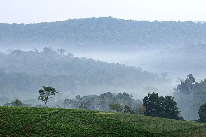 3-Day Tour to Uganda - Gorilla Trekking Bwindi Forest - The real cost: $1,110 plus the gorilla permit