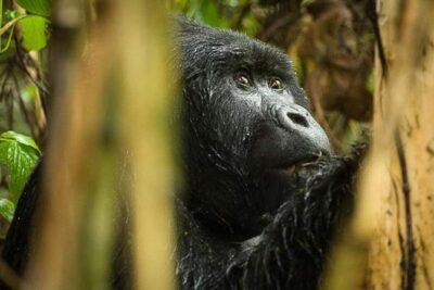 3-Day Tour to Uganda – Gorilla Trekking Bwindi Forest