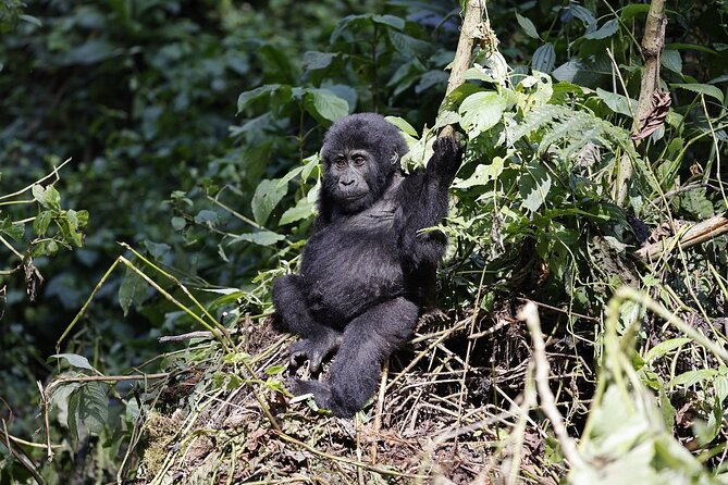 3 Day Uganda Gorilla Trekking and Batwa Pygmies Experience - The driver guide can shape the whole trip