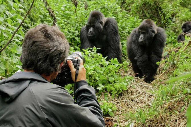 3 Day Uganda Gorilla Trekking and Batwa Pygmies Experience - Fitness, clothing, and realistic expectations