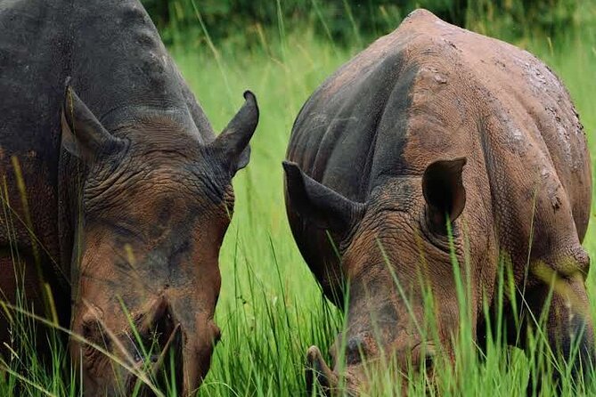 3-Day Ultimate Big Five Safari - Murchison Falls & Rhinos - What this three-day Uganda safari really covers