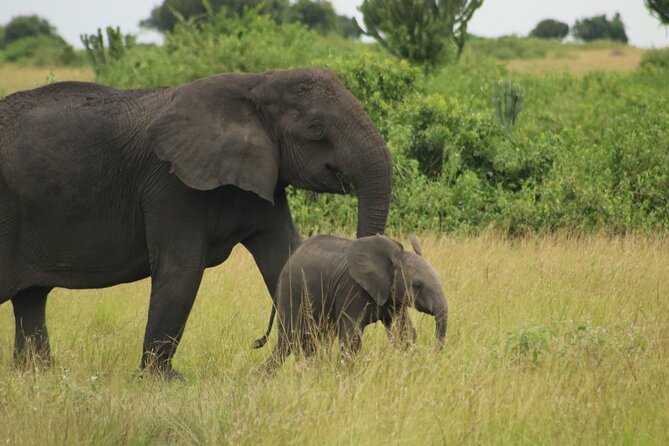 3-Day Ultimate Big Five Safari - Murchison Falls & Rhinos - Day 3: One last wildlife search before Kampala