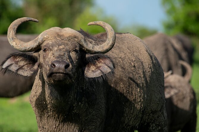 3-Day Ultimate Big Five Safari - Murchison Falls & Rhinos - Wildlife expectations: Big Five goals and river animals