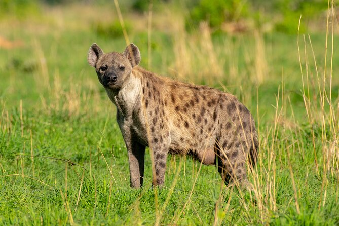 3-Day Ultimate Big Five Safari - Murchison Falls & Rhinos - Lodging, food, transport, and group size