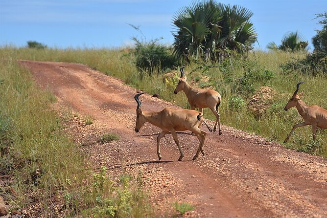 3-Day Ultimate Big Five Safari - Murchison Falls & Rhinos - Physical demands and who should book