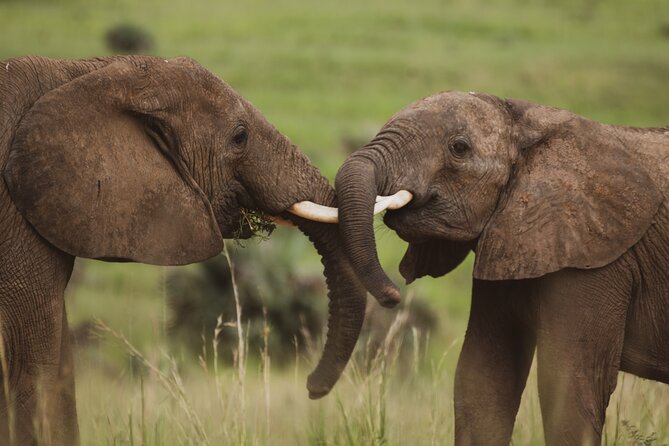 3-Day Ultimate Big Five Safari - Murchison Falls & Rhinos - Is the $995 price good value?