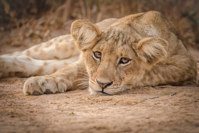 3-Day Ultimate Big Five Safari - Murchison Falls & Rhinos - Day 2: The main game drive and the Victoria Nile