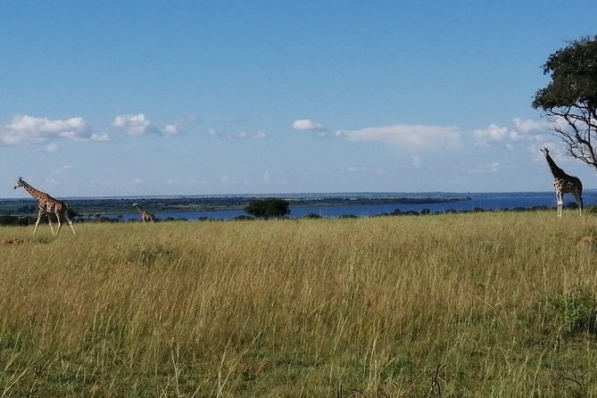 3 Days 2 Nights, Murchison Falls And Wildlife Safari - Key points to know before booking