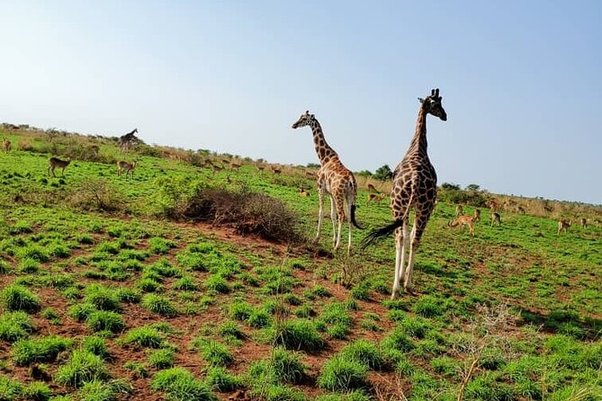3 Days 2 Nights, Murchison Falls And Wildlife Safari - The falls from above and below