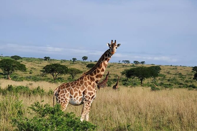 3 Days 2 Nights, Murchison Falls And Wildlife Safari - Who will enjoy this Murchison Falls trip