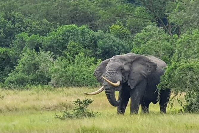 3 Days Best of Queen Elizabeth National Park Wildlife Tour - What this three-day Uganda safari actually covers