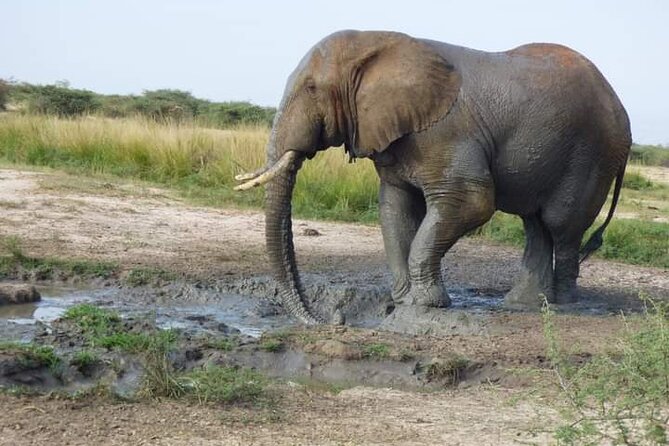 3 Days Best of Queen Elizabeth National Park Wildlife Tour - Day 2: Kasenyi wildlife and a boat ride on the Kazinga Channel