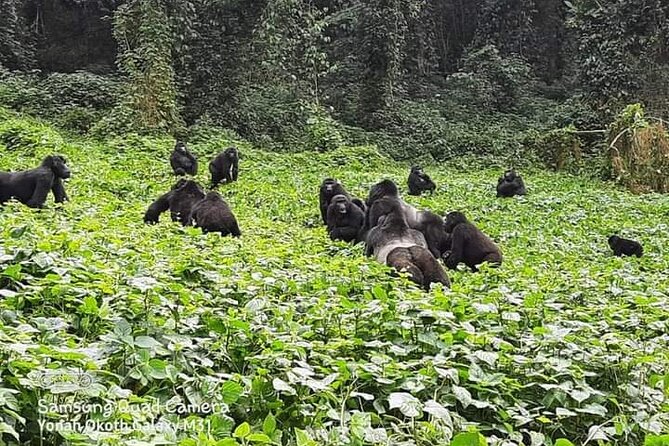 3 Days Best of Queen Elizabeth National Park Wildlife Tour - Is $1,100 per person good value?