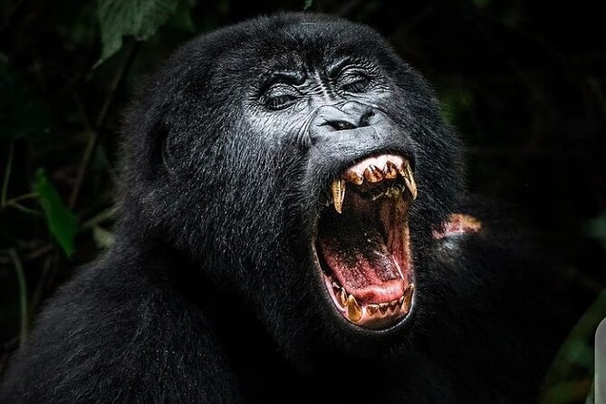 3 Days Best of Queen Elizabeth National Park Wildlife Tour - Who should book this Queen Elizabeth safari?