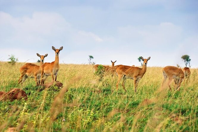 3 Days Best of Queen Elizabeth National Park Wildlife Tour - The Kazinga Channel is the safari’s strongest change of pace