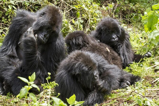3 Days Bwindi Gorilla Trekking tour - Key details before you book