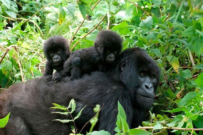 3 Days Bwindi Gorilla Trekking tour - Why this three-day route works