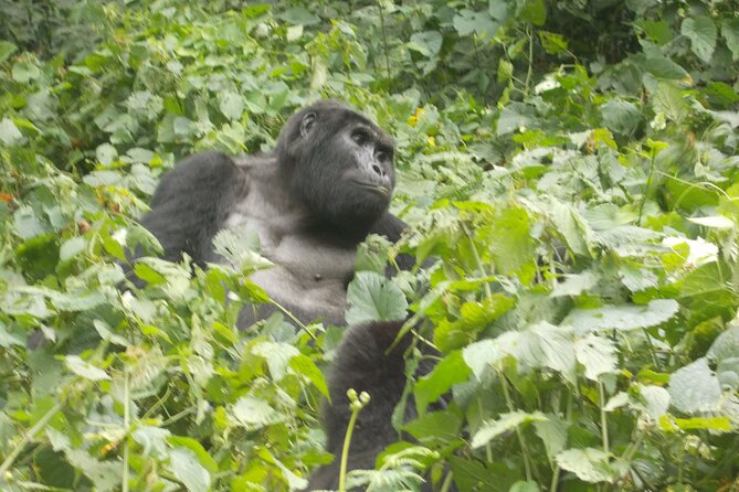 3 Days Bwindi Gorilla Trekking tour - From Bwindi to Lake Bunyonyi