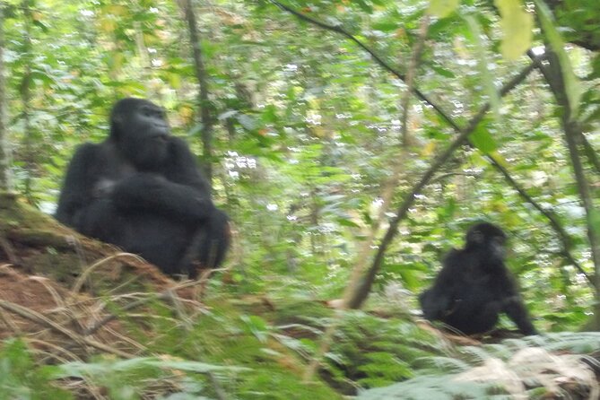 3 Days Bwindi Gorilla Trekking tour - Day 3: The return to Entebbe