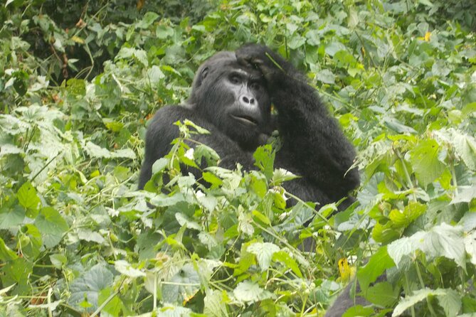 3 Days Bwindi Gorilla Trekking tour - Practical advice for a smoother trek