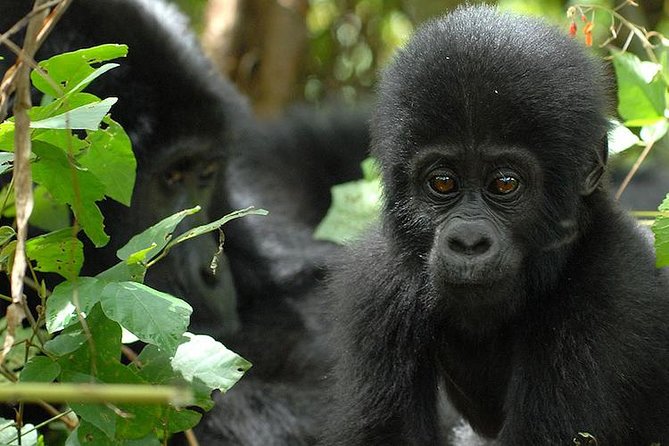 3 Days Gorilla Trekking Expedition Uganda - Why this three-day Uganda trip is appealing