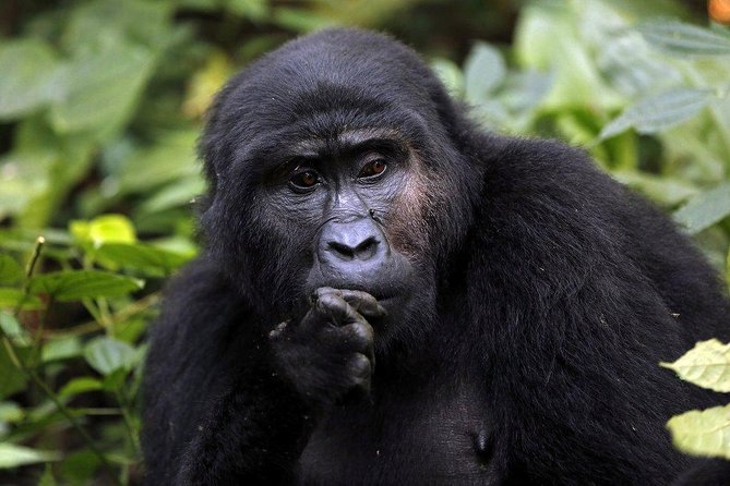 3 Days Gorilla Trekking Expedition Uganda - Day 1: Leaving Kampala for the long road to Bwindi