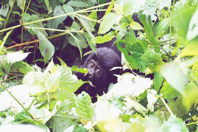 3 Days Gorilla Trekking Safari - What this three-day route is really offering