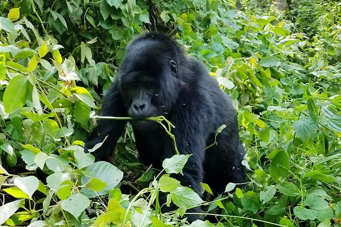 3 Days Gorilla Trekking Safari - The best parts, and the parts that need care