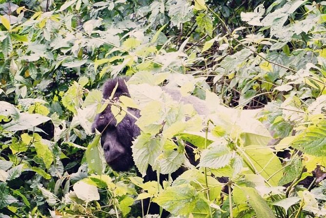 3 Days Gorilla Trekking Safari - Is $1,890 per person good value?