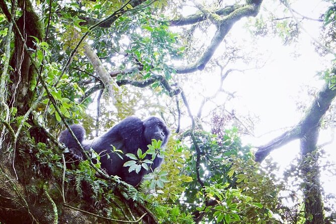 3 Days Gorilla Trekking Safari - Who should book this safari?