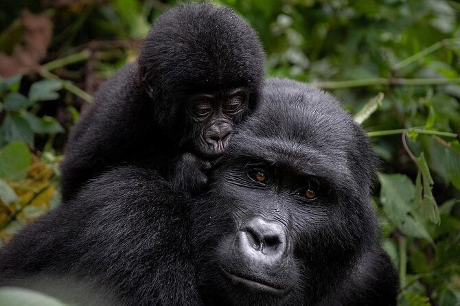 3 Days gorilla trekking Safari tour in Uganda - Key points to know before booking