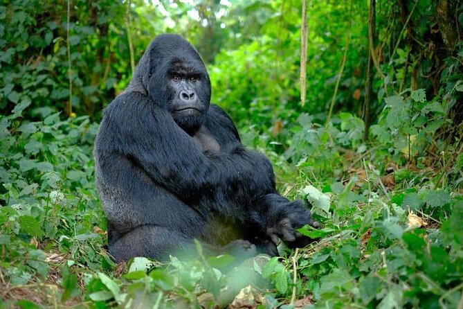 3 Days gorilla trekking Safari tour in Uganda - Why this short Uganda safari works