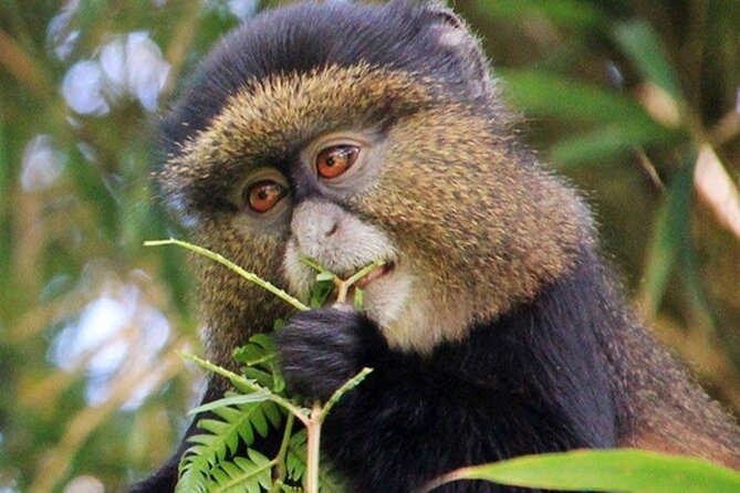 3 Days gorilla trekking Safari tour in Uganda - Lake Bunyonyi and the missing schedule detail