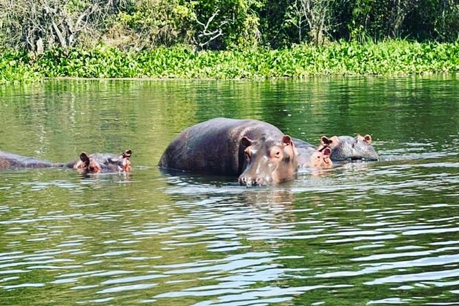 3 Days gorilla trekking Safari tour in Uganda - Day 3: Returning to Entebbe and the equator stop