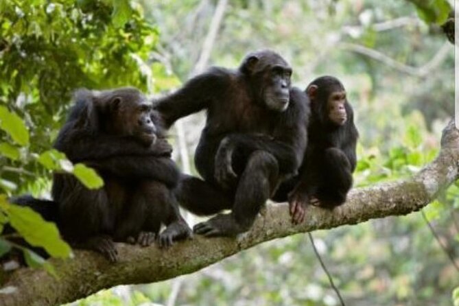 3 Days gorilla trekking Safari tour in Uganda - Transport, guides, and comfort on the road
