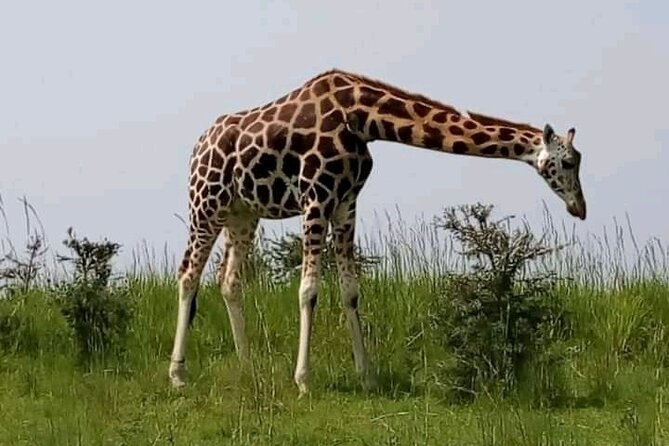 3 Days gorilla trekking Safari tour in Uganda - What the $2,600 price really covers