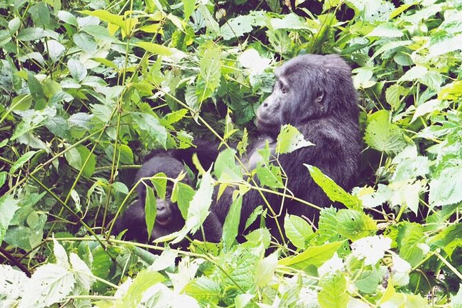 3 Days Gorilla Trekking Safari - Day 2: The Bwindi gorilla trek from briefing to forest