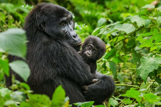 3 Days Gorilla trekking tour - Lake Bunyonyi and the overnight plan