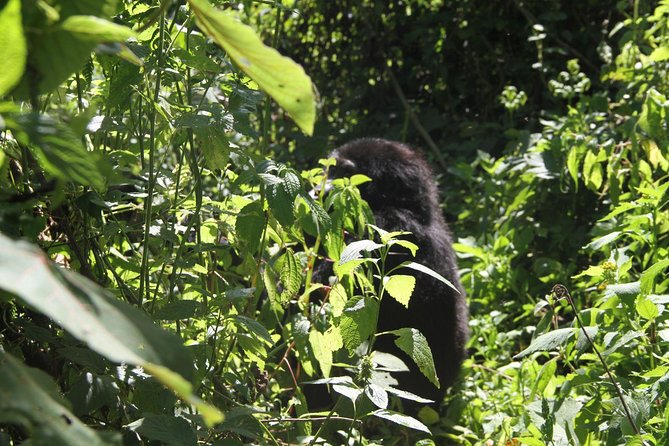 3 Days Gorilla trekking tour - Day three: the road back to Entebbe