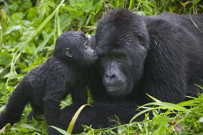 3 Days Gorilla trekking tour - What the $2,300 price really covers