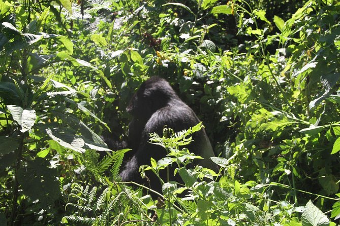 3 Days Gorilla trekking tour - The guide and the company’s mixed record