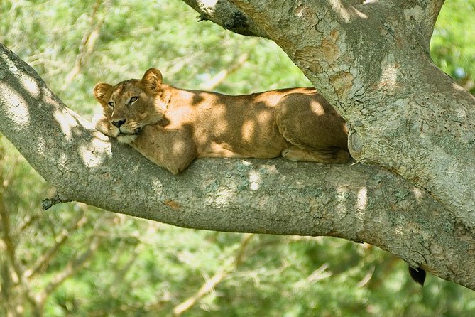 3 Days Group Safari To Queen Elizabeth Park In Uganda. - Key points to know before booking