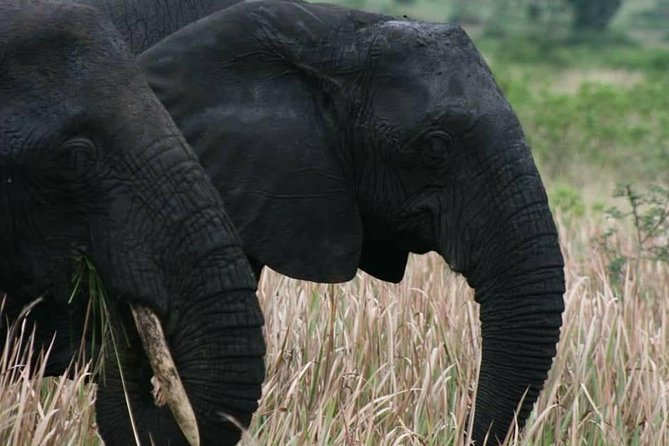 3 Days Group Safari To Queen Elizabeth Park In Uganda. - Morning game drive in the Kasenyi sector