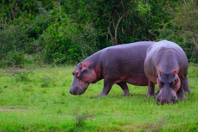 3 Days Group Safari To Queen Elizabeth Park In Uganda. - The Kazinga Channel cruise