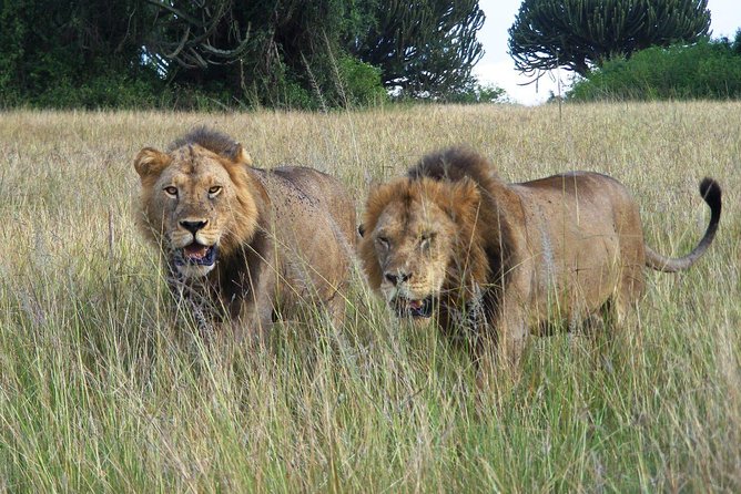 3 Days Group Safari To Queen Elizabeth Park In Uganda. - Returning to Kampala through Mbarara
