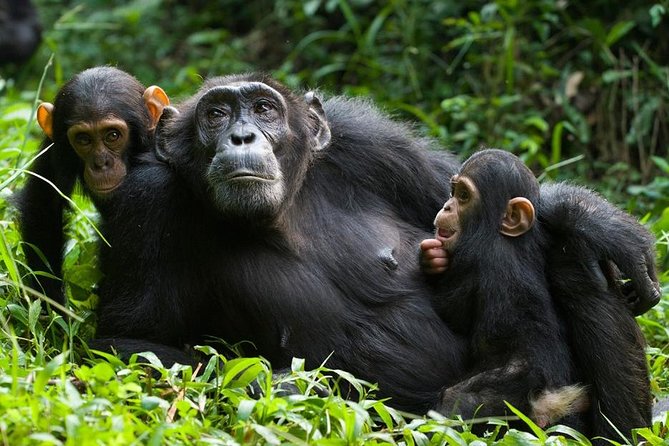 3 Days Kibale National Park Chimpanzee Tracking - Day 1: Lake Nkuruba’s monkeys and crater country