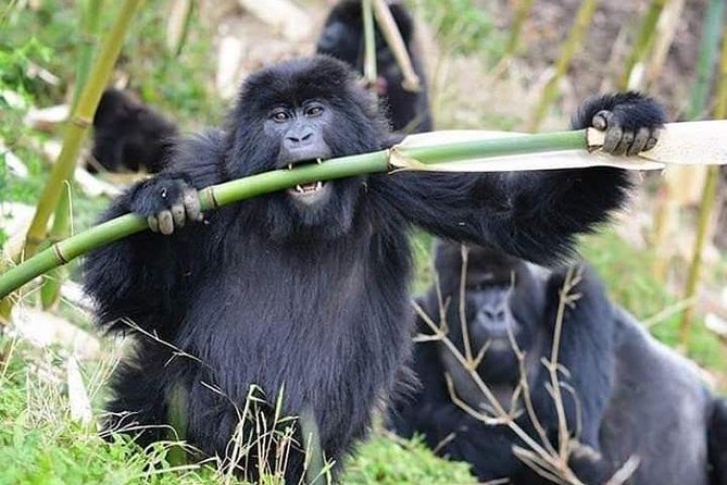 3 Days Lake Bunyonyi and Gorilla Trekking Tour in Uganda - Day 1: From the airport to Lake Bunyonyi