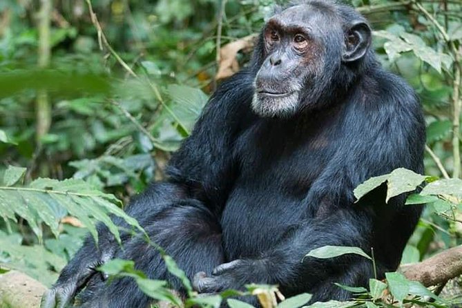 3 Days Lake Bunyonyi and Gorilla Trekking Tour in Uganda - The guide and group experience